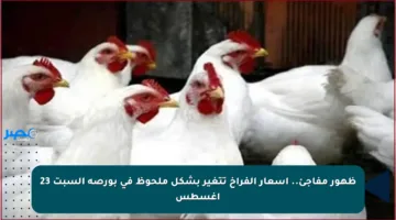 ظهور مفاجئ.. أسعار الفراخ تتغير بشكل ملحوظ في بورصة السبت 23 أغسطس
